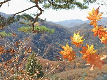 了逻巡路上京北在狗器机